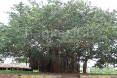 Ficus benghalensis